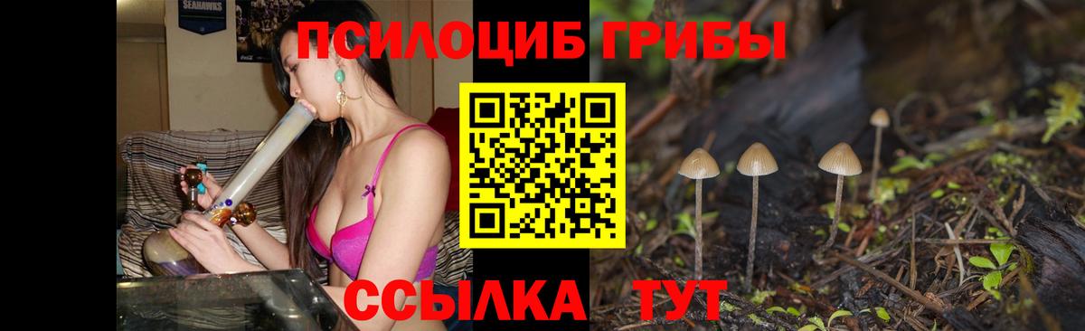 Псилоцибиновые грибы Psilocybe Ржев